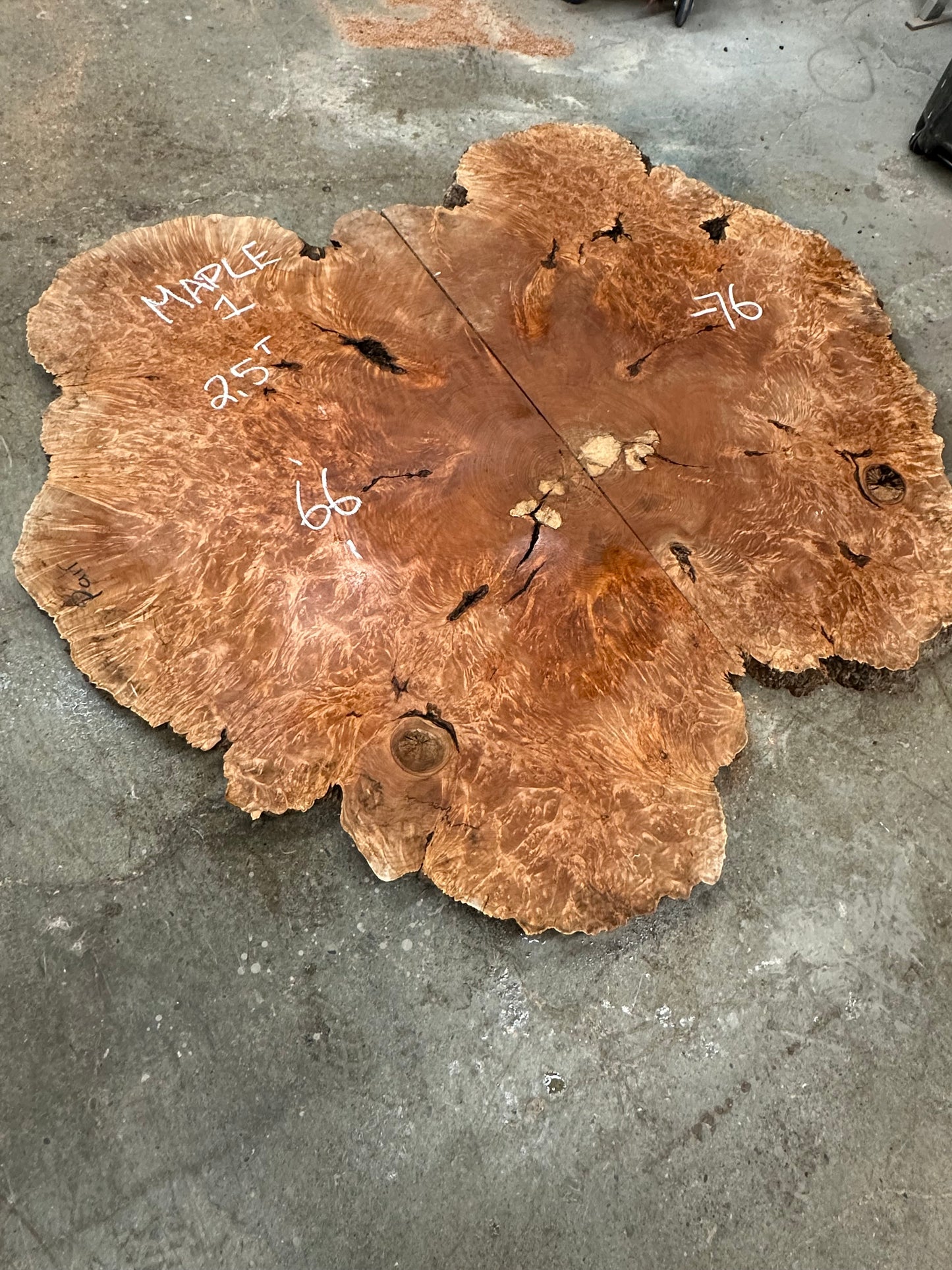 Big leaf Maple 1