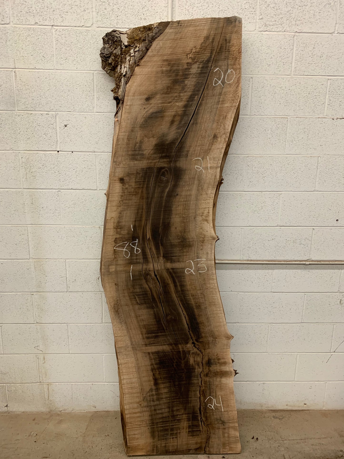 English walnut #2-C