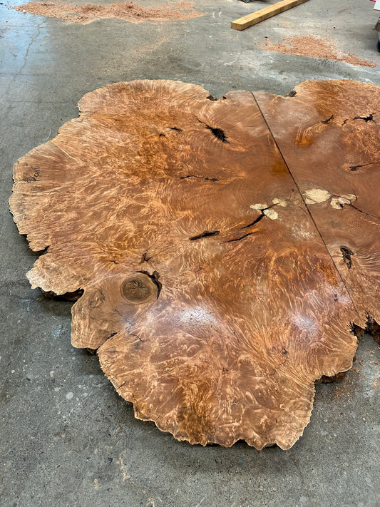 Big leaf Maple 1