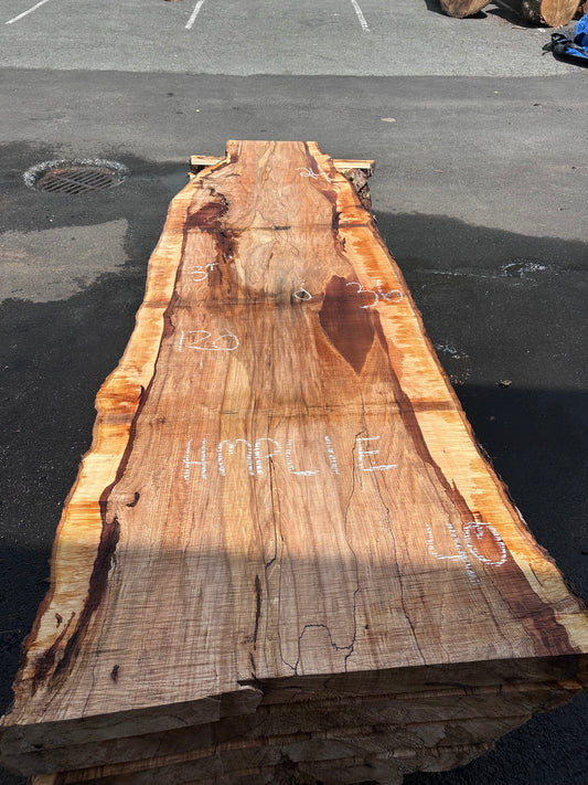 HMPL1E