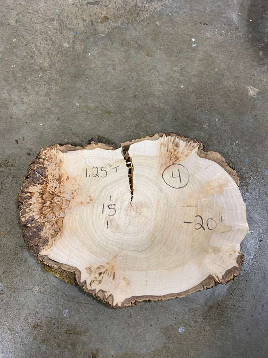 Silver poplar 4