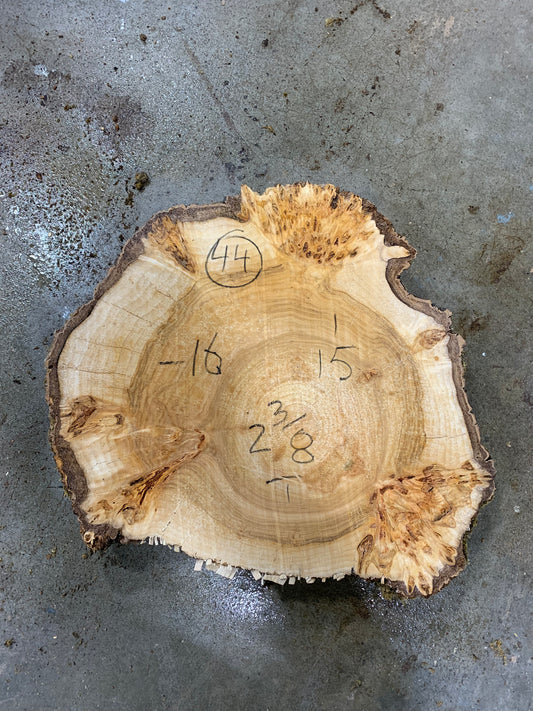 Silver poplar 44