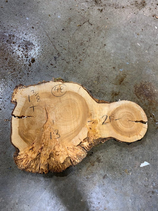 Silver poplar 48