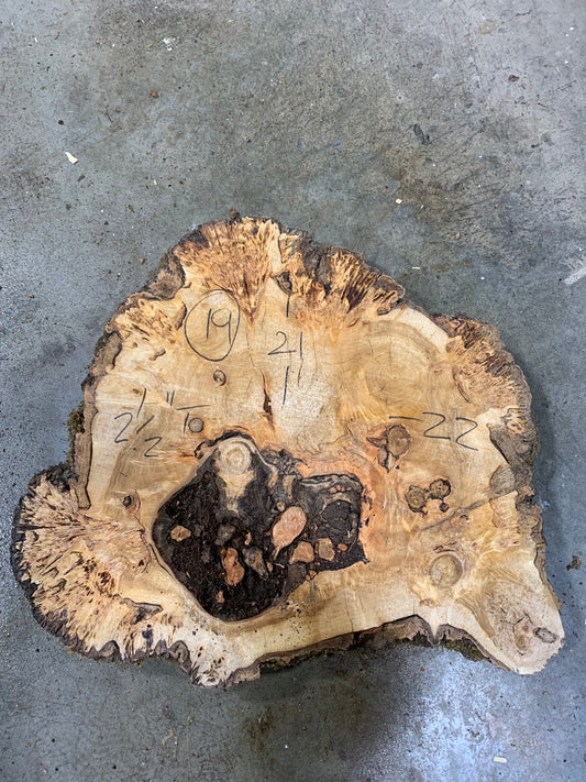 Silver poplar 19