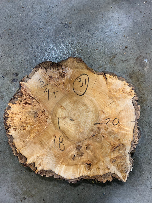 Silver poplar 31