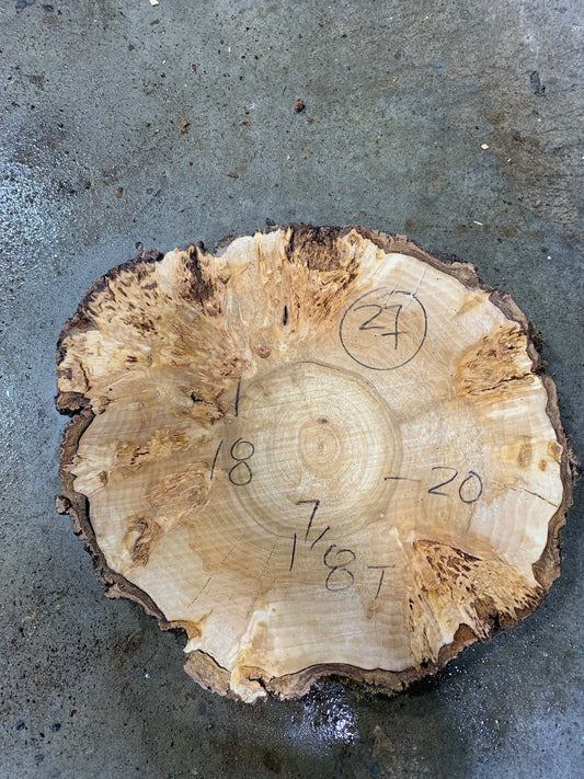 Silver poplar 27