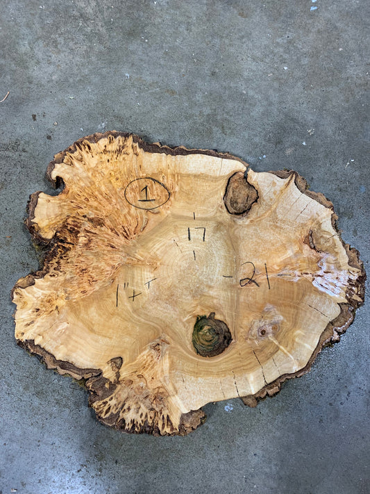 Silver poplar