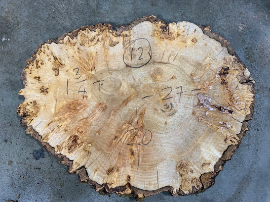 Silver poplar 12