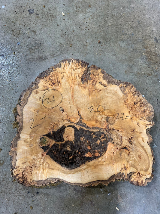 Silver poplar 21