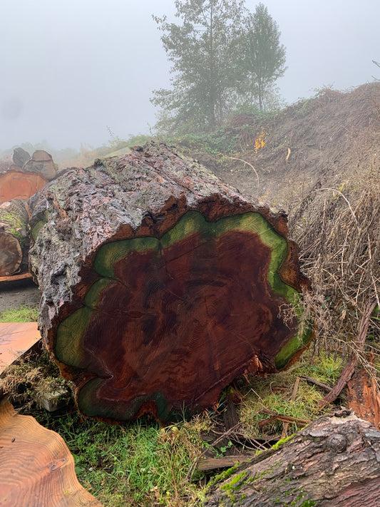 Sequioa Log section