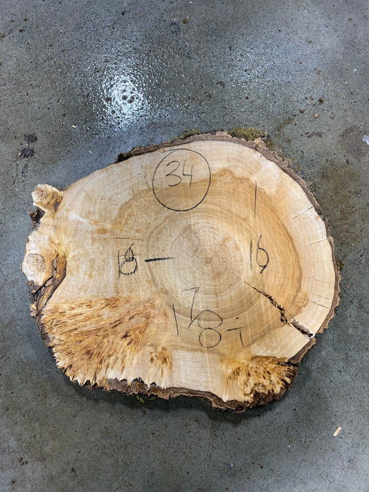 Silver poplar 34