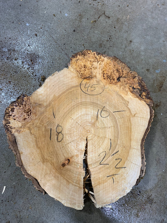 Silver poplar 45
