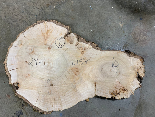 Silver poplar 6