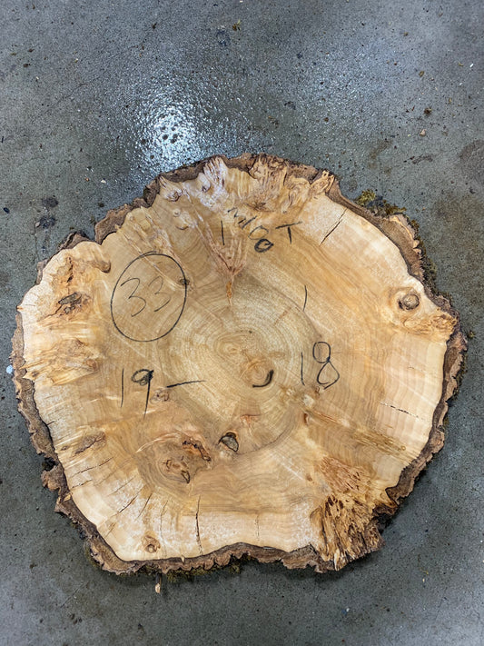 Silver poplar 33