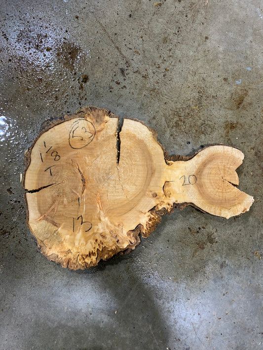 Silver poplar 53