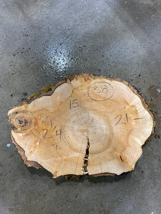 Silver poplar 38