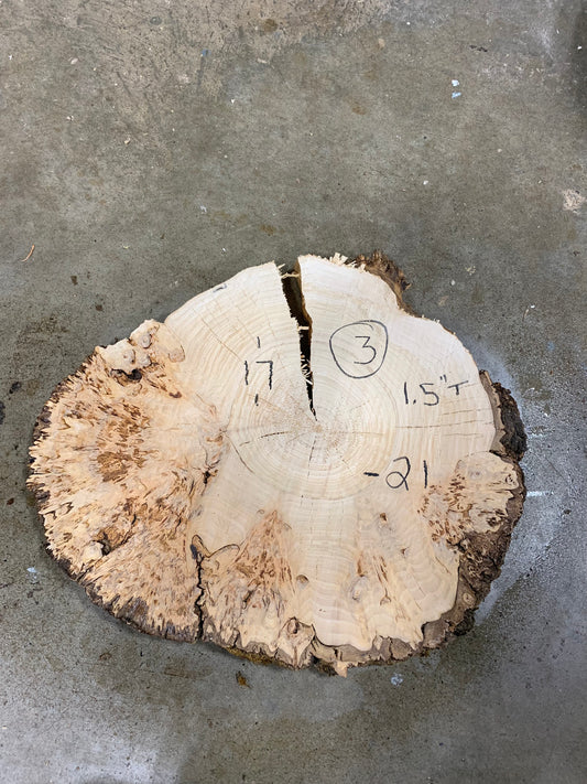 Silver poplar 3