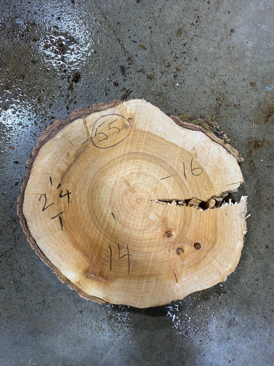 Silver poplar 55