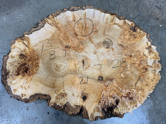 Silver poplar 11