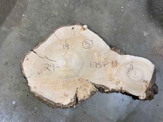 Silver poplar 5