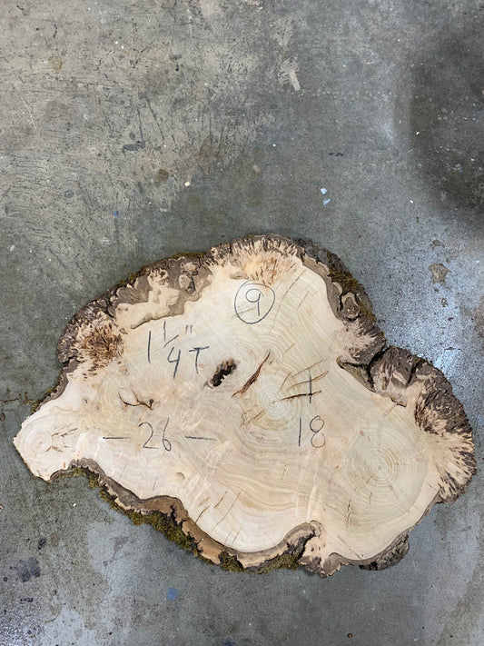 Silver poplar 9