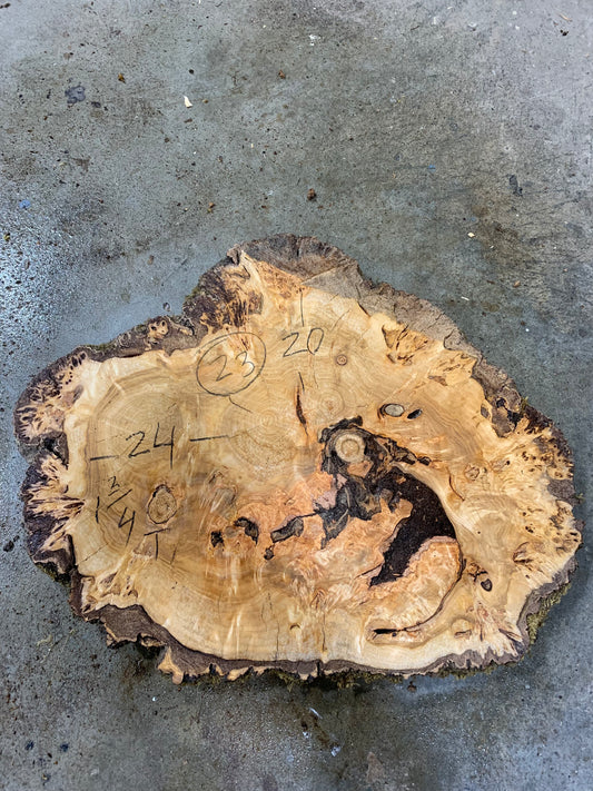 Silver poplar 23