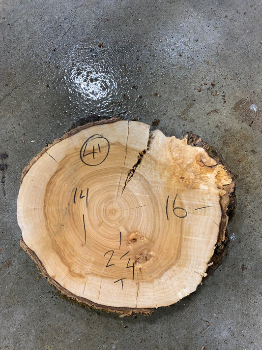 Silver poplar 41