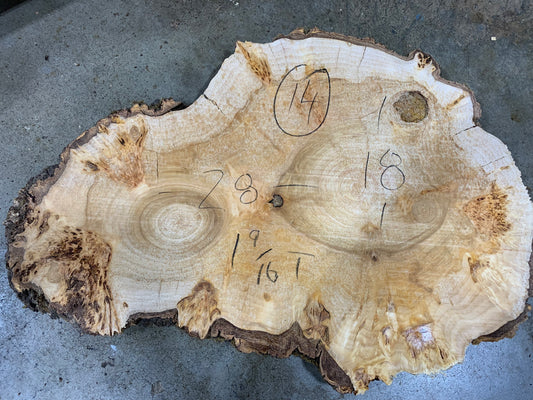 Silver poplar 14
