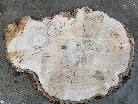 Silver poplar 13