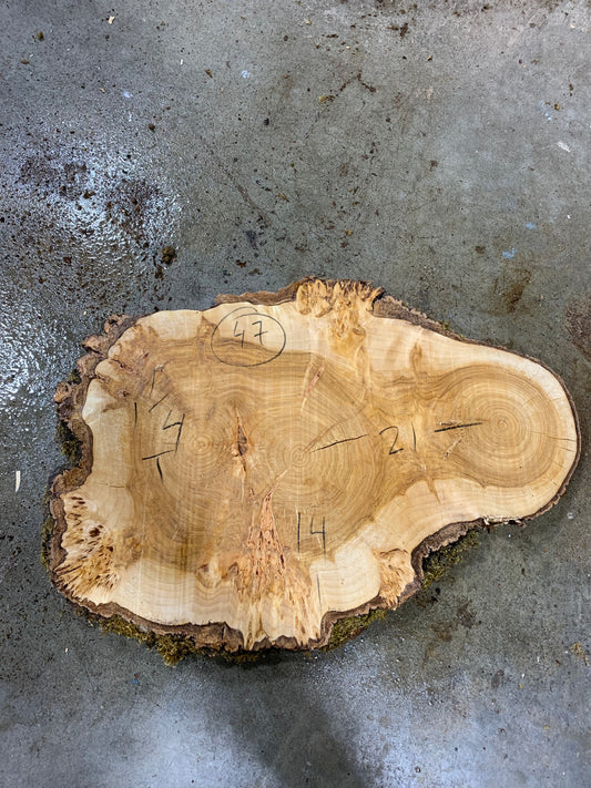 Silver poplar 47