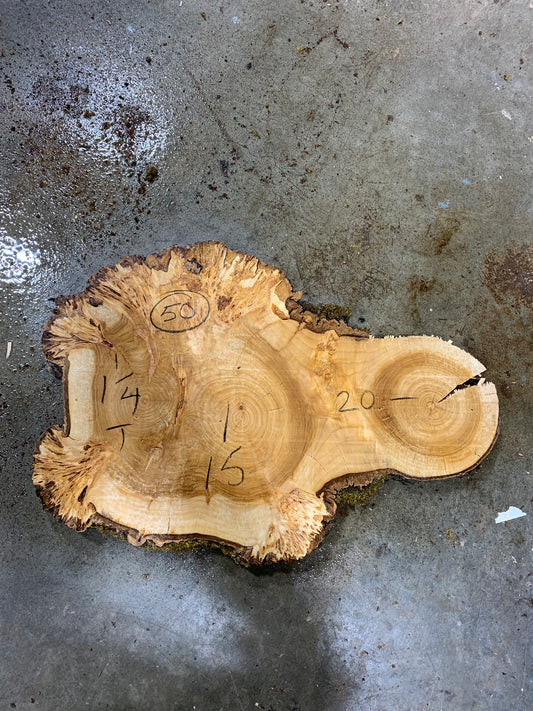 Silver poplar 50