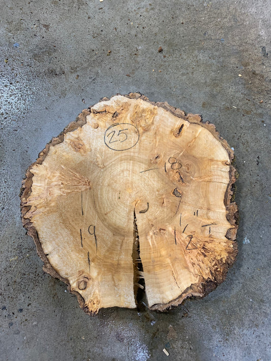 Silver poplar 25