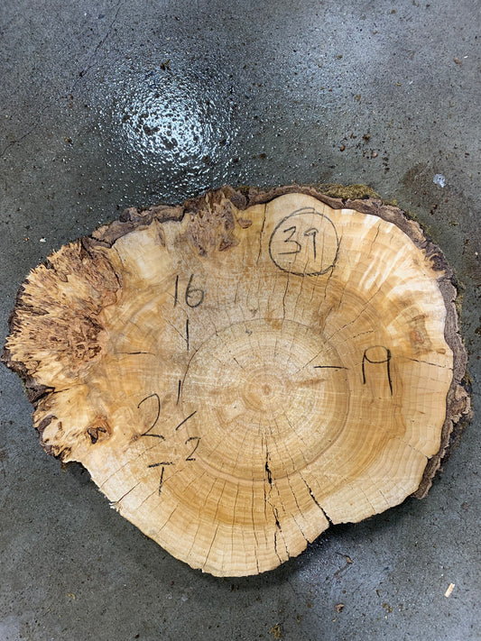 Silver poplar 39