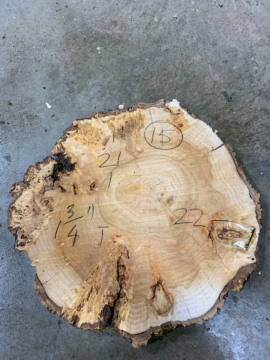 Silver poplar 15