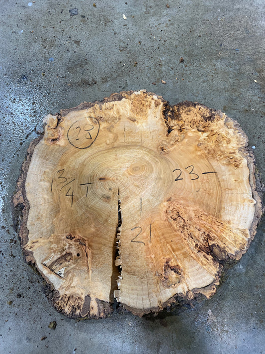 Silver poplar 28